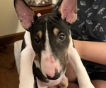 Small Photo #1 Bull Terrier Puppy For Sale in ROCKY MOUNT, NC, USA
