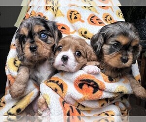 Cavalier King Charles Spaniel Litter for sale in SPRINGFIELD, MO, USA