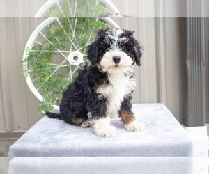 Bernedoodle (Miniature) Litter for sale in NAVARRE, OH, USA