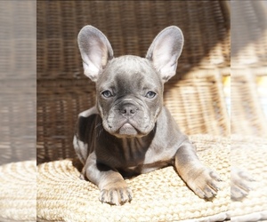 French Bulldog Litter for sale in TAMPA, FL, USA