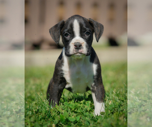 Boxer Litter for sale in MILLERSBURG, OH, USA