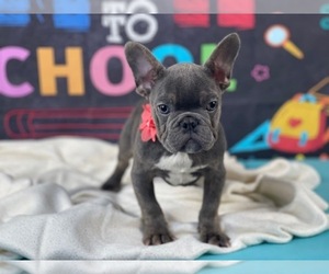 French Bulldog Litter for sale in POWHATAN, VA, USA