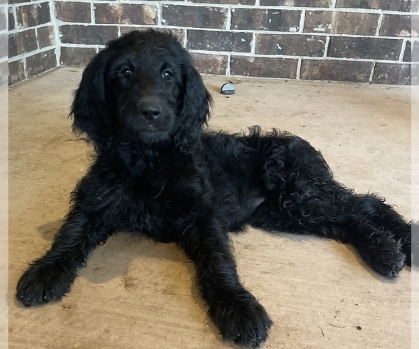 Medium Photo #1 Goldendoodle Puppy For Sale in GOLDSBY, OK, USA
