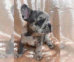 French Bulldog Litter for sale in EDMONDS, WA, USA