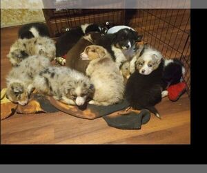 Border-Aussie Litter for sale in COOS BAY, OR, USA