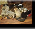 Small Photo #1 Border-Aussie Puppy For Sale in COOS BAY, OR, USA