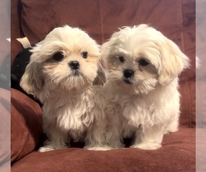 Zuchon Litter for sale in SAINT CHARLES, MO, USA