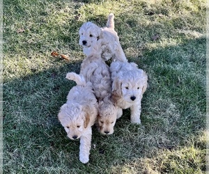 Cockapoo Litter for sale in EAST BERLIN, PA, USA
