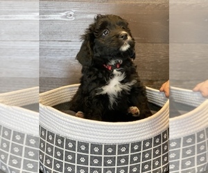 Bernese Mountain Dog-Portuguese Water Dog Mix Litter for sale in LONG GROVE, IA, USA