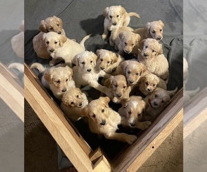 Goldendoodle Litter for sale in SHAWANO, WI, USA