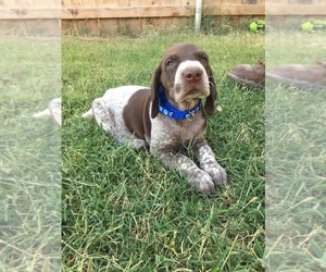 German Shorthaired Pointer Litter for sale in TULARE, CA, USA