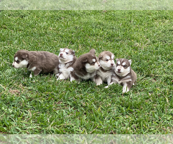 Medium Photo #1 Siberian Husky Puppy For Sale in LINDALE, TX, USA