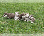 Small Photo #1 Siberian Husky Puppy For Sale in LINDALE, TX, USA