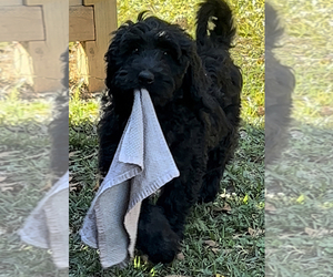 Labradoodle Litter for sale in GRIFFIN, GA, USA