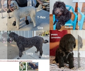 Pyredoodle Litter for sale in MAGNOLIA, KY, USA