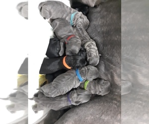 Cane Corso Litter for sale in AURORAVILLE, WI, USA