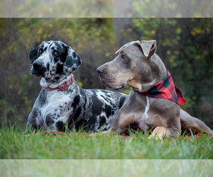 Great Dane Litter for sale in STOKESDALE, NC, USA
