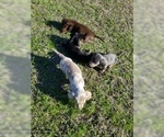 Small Photo #1 Dachshund Puppy For Sale in BRYAN, TX, USA