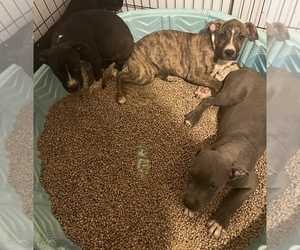 American Pit Bull Terrier Litter for sale in CHEEKTOWAGA, NY, USA