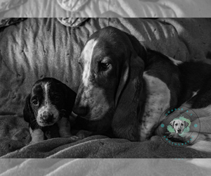 Basset Hound Litter for sale in ROLFE, IA, USA
