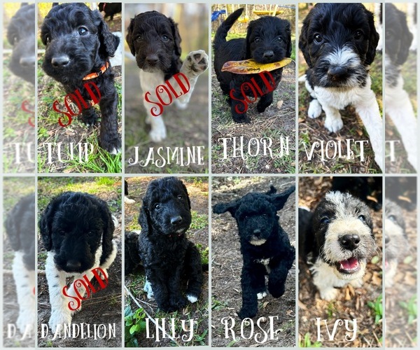 Medium Photo #1 Labradoodle Puppy For Sale in JACKSONVILLE, NC, USA