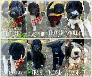 Labradoodle Litter for sale in JACKSONVILLE, NC, USA