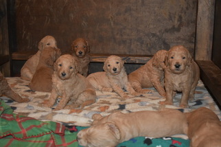 Goldendoodle Litter for sale in COOPER, TX, USA