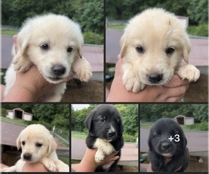 Labrenees Litter for sale in GREAT FALLS, SC, USA
