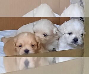 Lhasa Apso Litter for sale in TARRYTOWN, NY, USA