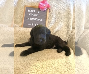 Labradoodle Litter for sale in KINGSPORT, TN, USA