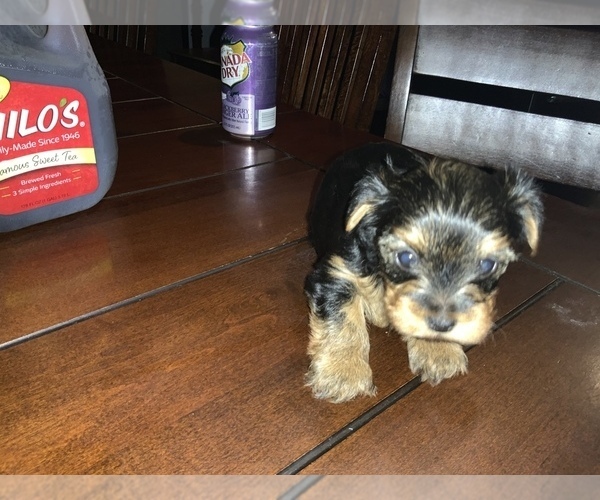 Medium Photo #1 Yorkshire Terrier Puppy For Sale in EULESS, TX, USA