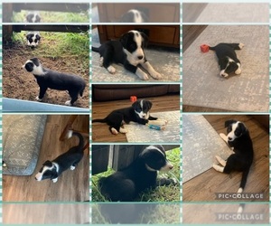 Border Collie Litter for sale in LORIS, SC, USA