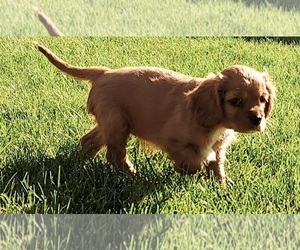 Cavalier King Charles Spaniel Litter for sale in BELVIDERE, IL, USA