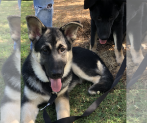 Medium German Shepherd Dog-Siberian Husky Mix