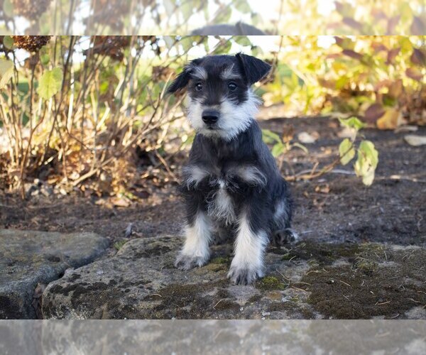 Medium Photo #1 Schnauzer (Miniature) Puppy For Sale in MILLERSBURG, OH, USA