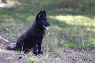 German Shepherd Dog Litter for sale in REDFIELD, AR, USA