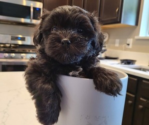Cavapoo Litter for sale in SEATTLE, WA, USA
