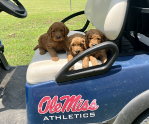 Goldendoodle Litter for sale in PONTOTOC, MS, USA