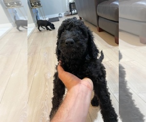 Labradoodle Litter for sale in CULVER CITY, CA, USA