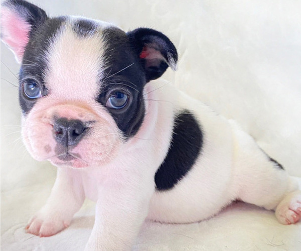 Medium Photo #1 French Bulldog Puppy For Sale in COAL CREEK, WA, USA