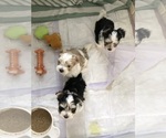 Small Photo #1 Morkie Puppy For Sale in BOLIVIA, NC, USA