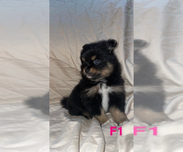 Medium Photo #1 Pomeranian Puppy For Sale in MADISON, GA, USA