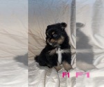 Small Photo #1 Pomeranian Puppy For Sale in MADISON, GA, USA