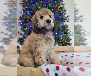 Poodle (Standard) Litter for sale in LATTA, SC, USA