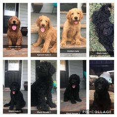 Labradoodle Litter for sale in MCDONOUGH, GA, USA