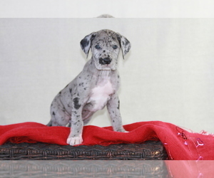 Great Dane Litter for sale in BECKLEY, WV, USA