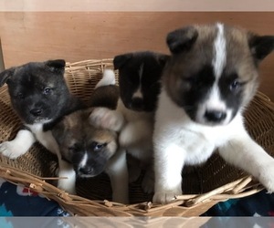 Akita Litter for sale in YOUNGSTOWN, OH, USA