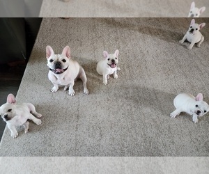 French Bulldog Litter for sale in TAMPA, FL, USA