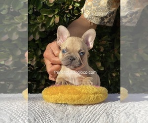 French Bulldog Litter for sale in MODESTO, CA, USA