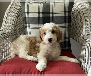 Goldendoodle Litter for sale in WEBB CITY, MO, USA